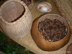 Garnet red bean pods of the Shackamaxon bean