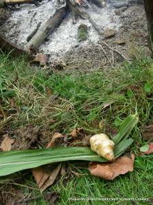 Preparing and roasting sunchokes