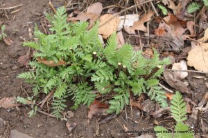 Early Spring Tansy
