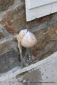 Carrot Pudding in the Bag