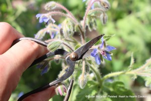 Borage is an edible flower that is excellent for attracting all types of bees-honey, bumble and the small native bee.