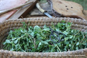 For the receipt (recipe) "A Purslain Soup" first when your Purslain is young, cut the Sprigs off, but keep their whole Length.  My basket is full of sprigs of purslane.