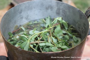 The purslane cut into long sprigs is added to the stew-pan with the small onions and Pease-Soup for the receipt (recipe) "A Purslain Soup" and boiled in a good broth.