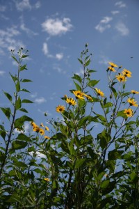 Known today as the Jerusalem artichoke even though there is no relationship of this plant with Jerusalem nor is it a type of artichoke, is also called a sunroot, sunchoke, earth apple and by the Lenape hakialaipen.