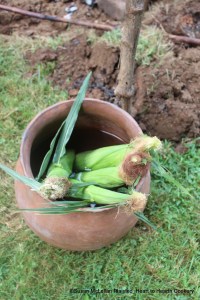 I give thanks to Nora Thompson Dean (Touching Leaves Woman) and her family for their stewardship of Puhwem (Lenape white flour corn) in Oklahoma. Nora is considered to have saved Puhwem from extinction and it is because of her that I have four ears of Puhwem green corn in my clay pot. With six ears total, I interpreted the preparation of roasting ears, boiling ears and green corn bread.