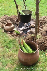 After the silks of the Puhwem (Lenape white flour corn) in the green or milk stage were harvested for drying, the green husks were carefully put back in place and tied with a piece of a corn leaf. In the foreground of the picture, two ears are soaking, one is tied and in the trade kettle boiling and one is tied and roasting supported by a roasting stick.