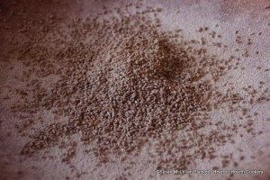 After the eighth charge of sugar syrup for the receipt (recipe) Anise Comfits, twelve more charges were added and pictured are anise seeds with 20 coats of sugar.