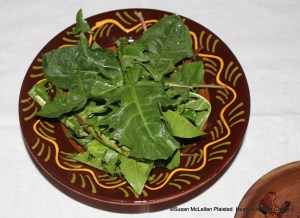 Freshly harvested, well-washed dandelions are readied to receive the Pennsylvania German  Heesse Schpecksass (Hot Bacon Sauce) after the sauce has been thickened in the spider.