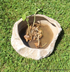 Sunchokes (often referred to as Jerusalem artichoke) are a knobby, tubular root that are ready for harvesting from late fall through early spring.  I harvested my sunchokes to make early spring sunchoke bread before there was any plant growth as seen pictured above when the tuber contains the plant's stored energy.
