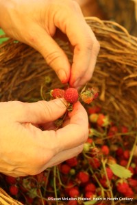 The next step after foraging for the native strawberries is to prepare them one by one for drying to preserve them.  The Lenape women would both forage and do this work together but I was just one Lenape interpreter and the task is time consuming.