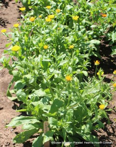 Calendula (Calendula officinalis), more commonly known as pot marigold or common marigold, has either bright yellow or orange flowers which historically were used for both culinary and medicinal purposes.  My next receipt (recipe) is To pickle Calendula.