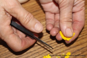 After the petals have been removed from the calendula flower for the receipt (recipe) To pickle Calendula clip your flowers clean from ye whites. When removing petals from a flower there is a white part that needs to be clipped off before proceeding with the pickling.