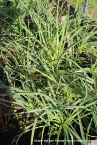 This is my 2022 bed of salsify (oyster plant).   In order to use salsify in receipts (recipes) of the past, one must grow it or find a source in the wild.  The greens that you see are edible but it is known for its root (which is a nutrient powerhouse) and when cooked as the flavor of oysters.