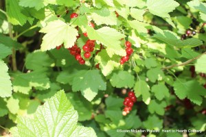 Red currants (Ribes rubrum) are grown on shrubs that produce a gem-like clusters of red fruit in June to mid-July.  Europeans brought this tart, popular berry to the New World.  The next receipt (recipe) is To preserve red Currans whole.  The word currans and not currants was typically used in both 17th and 18th century receipts.