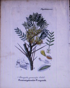 The first line in the receipt (recipe) To make White Gingerbread is to take Gumma Dragagantis halfe an ounce, and steep in rosewater two daies.  Most historic receipts refer to this gum as tragacanth. Gum tragacanth is produced by making incisions in the lower stem and root of the shrub Astragalus gummifer and then letting the gum run and dry on the shrub.  Once the gum is dried it is collected by hand and today it is sold in a powder so I did not need to steep it in rosewater for two days.   