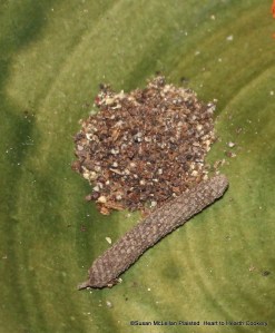 One of the flavorants for the receipt (recipe) To make gingerbrede is long pepper,  Long pepper is a tiny fruit from a long cone-like flower spike grown on a vine with origins in India and Indonesia.  The fruits are about the size of a poppy seed.  Long pepper differs from black pepper as it has more heat, more complex flavors and some sweetness.  