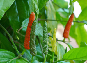 After the anise seed has been ground fine for the receipt (recipe) To make Chocolate, Piper Longum (long pepper) is beaten fine. Pictured is fruit of this flowering vine in the Piperaceae family which is dried and used as a spice. A half a drachm (one-eighth ounce) is needed for the receipt.